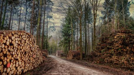 Silent Forests in Transition wallpaper
