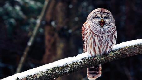 Majestic Owl Perched in Winter Splendor wallpaper