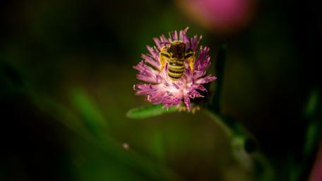 Bee on Vibrant Flower Petal wallpaper