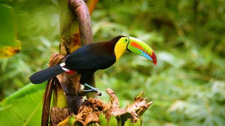 Keel Billed Toucan wallpaper