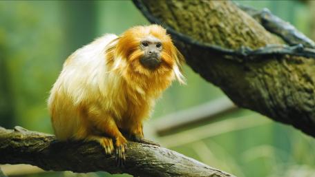 Golden Lion Tamarin wallpaper