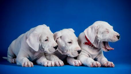 Adorable Bulldogs on a Blue Background wallpaper