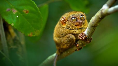 Adorable Tarsier With Big Eyes During Nature's Embrace wallpaper