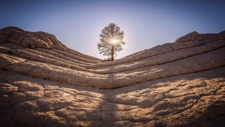 Majestic Lone Tree in the Landscape of Serenity wallpaper