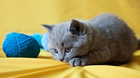 Adorable Grey Cat with Playful Spirit wallpaper