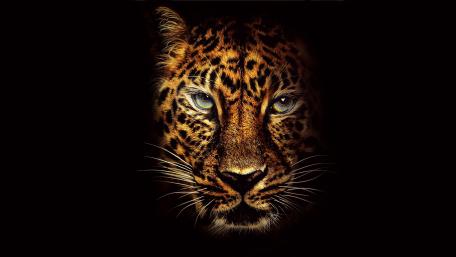 Majestic Jaguar Portrait on Black Background wallpaper