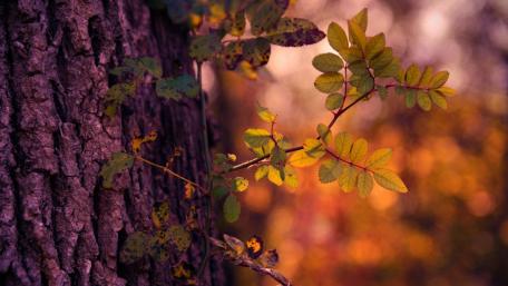 Serene Tree Vibes in Soft Focus wallpaper
