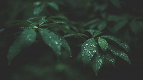 Mysterious Forest Dewdrops wallpaper
