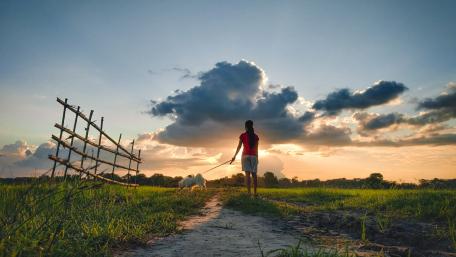 Serene Evening Walk with a Dog wallpaper