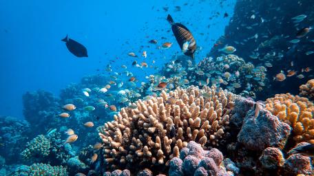 Vibrant Underwater Scene teeming with Life wallpaper