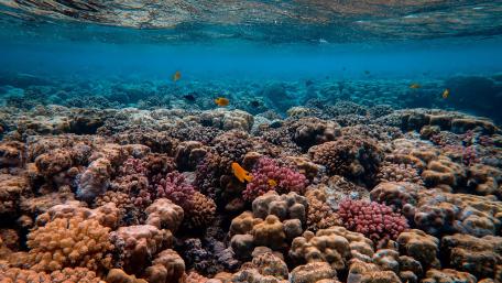 Vibrant Underwater Coral Reef Scene wallpaper