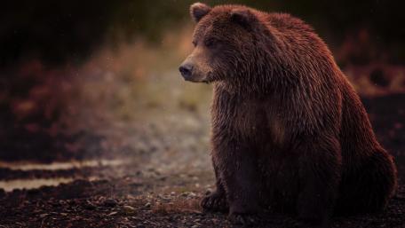 Majestic Bear in Nature's Embrace wallpaper