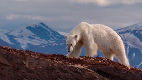 Majestic Polar Bear on Rocky Terrain wallpaper