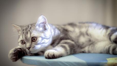 Playful Silver Tabby Cat Resting on a Surface wallpaper