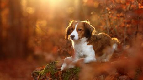 Charming Kooikerhondje in Autumn Glow wallpaper