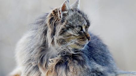 Majestic Wildcat in Nature's Embrace wallpaper