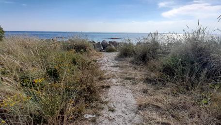 Serene Coastal Pathway in Nature's Embrace wallpaper