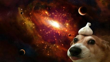 Garlic dog wallpaper