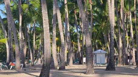 Coconuts on the Beach wallpaper