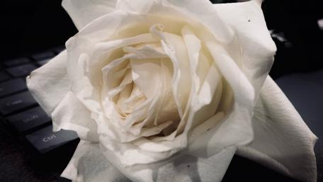 Elegant White Rose in Detail wallpaper