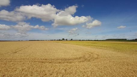 Golden Fields Under a Bright Sky wallpaper