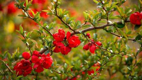 Vibrant Quince Blossoms in Bloom wallpaper