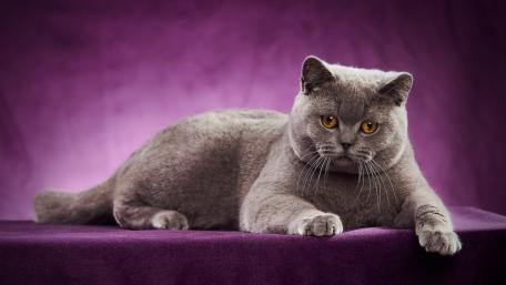 Charming British Shorthair Cat Wallpaper wallpaper