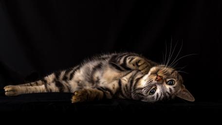Charming Cat on a Black Background wallpaper