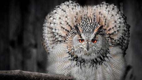 Majestic Eurasian Eagle-Owl in Stunning Detail wallpaper