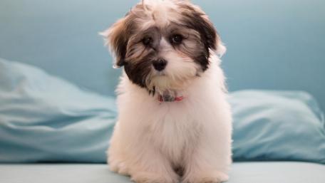 Cuddly Havanese Puppy Image wallpaper