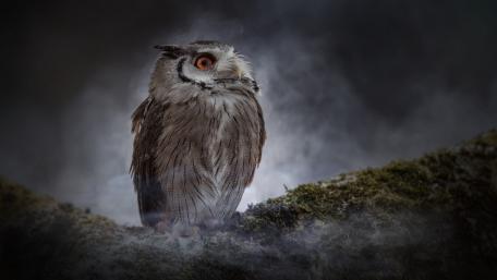 Majestic Owl in Mysterious Foggy Landscape wallpaper