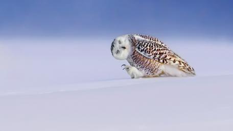 Majestic Snowy Owl in a Winter Wonderland wallpaper