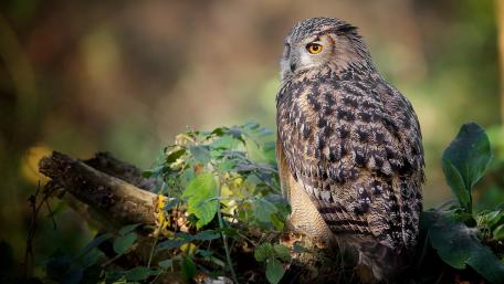 Majestic Owl in Its Natural Habitat wallpaper