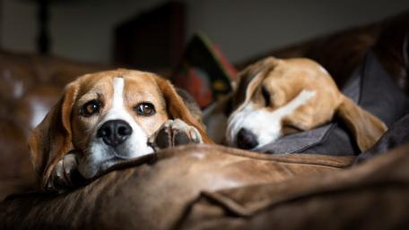 Beagles Relaxing on a Couch wallpaper