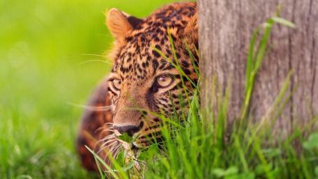 Cheetah Camouflaged in Nature's Embrace wallpaper