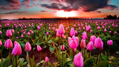 Vibrant Pink Tulip Field at Sunset wallpaper
