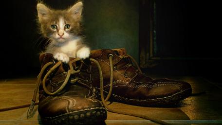 Curious Kitten in Boots wallpaper