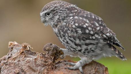 Owl on a Rustic Perch with Prey wallpaper