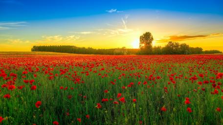 Radiant Poppy Field at Sunset wallpaper