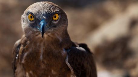 Brown Snake-Eagle wallpaper