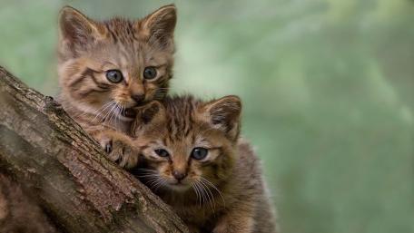 Playful Kittens in a Natural Setting wallpaper