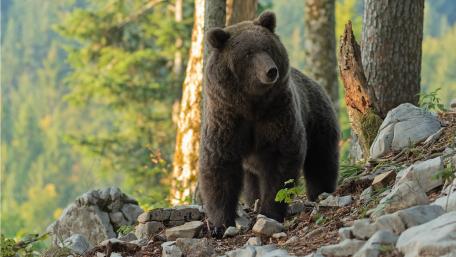 Majestic Bear in Nature's Embrace wallpaper