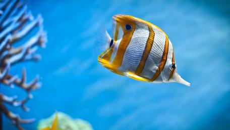Copperband butterflyfish wallpaper