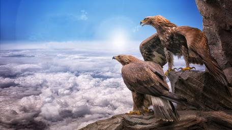 Golden eagle wallpaper