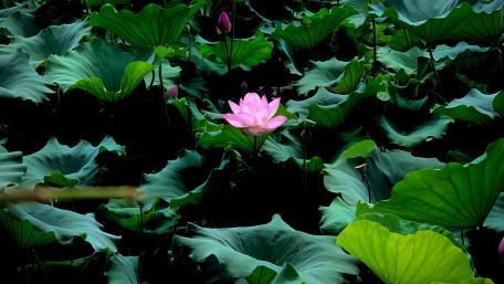 The silence given by lotus wallpaper