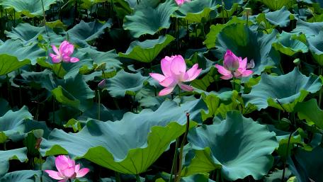 Serenity of Blooming Lotus in Tranquil Waters wallpaper