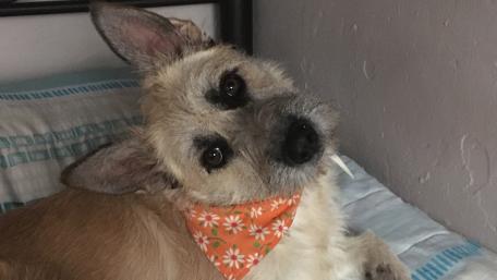 Adorable Dog with a Stylish Bandana wallpaper