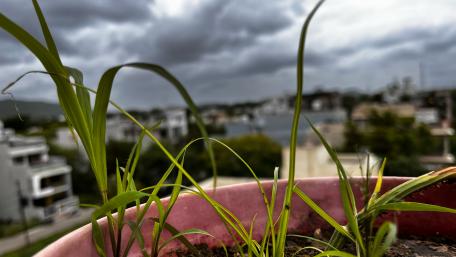 Grass wallpaper