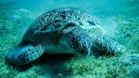 Graceful Sea Turtle Gliding Through Clear Waters wallpaper
