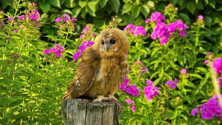 Charming Baby Owl Surrounded by Flowers wallpaper